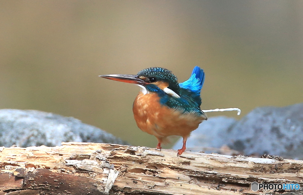 ナニかがピュン！(^_^;)