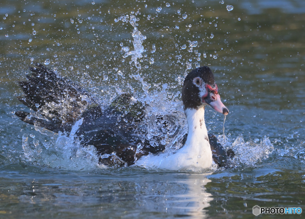 水浴びバリケン