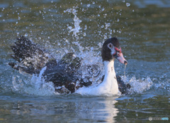 水浴びバリケン