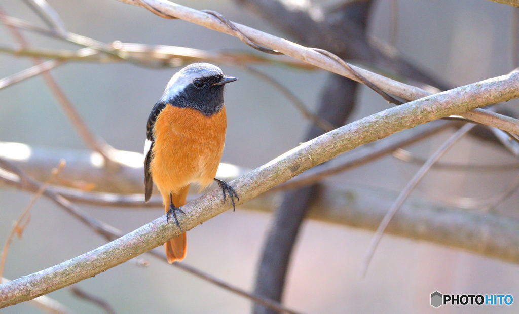 本日のジョウビタキ♂