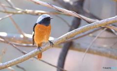 本日のジョウビタキ♂
