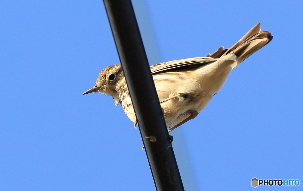 タヒバリさんですね