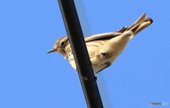 タヒバリさんですね