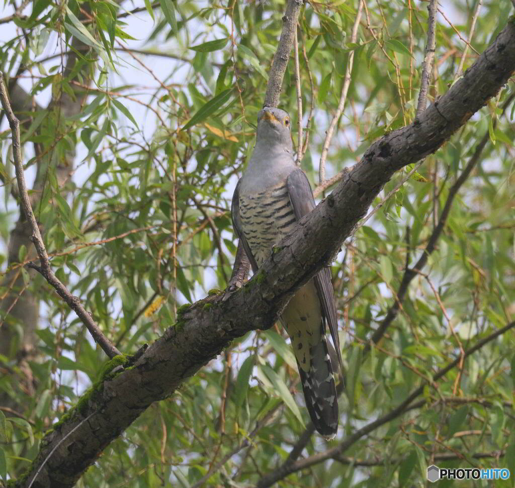 カメラ目線のツツドリ青