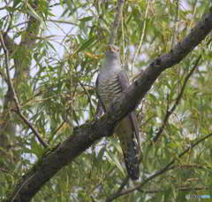 カメラ目線のツツドリ青