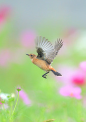 秋桜にノビタキ⑫