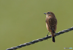 思案顔のノビタキさん