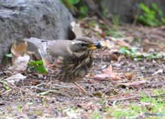 初めてのワキアカツグミ④