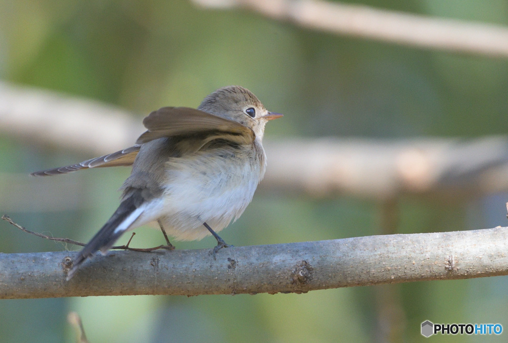 元気なオジロビタキ