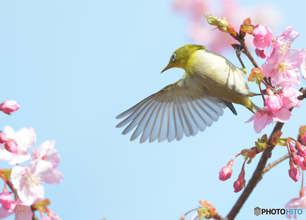 河津桜にメジロⅡ