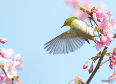 河津桜にメジロⅡ
