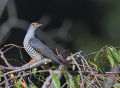 見返りツツドリⅡ