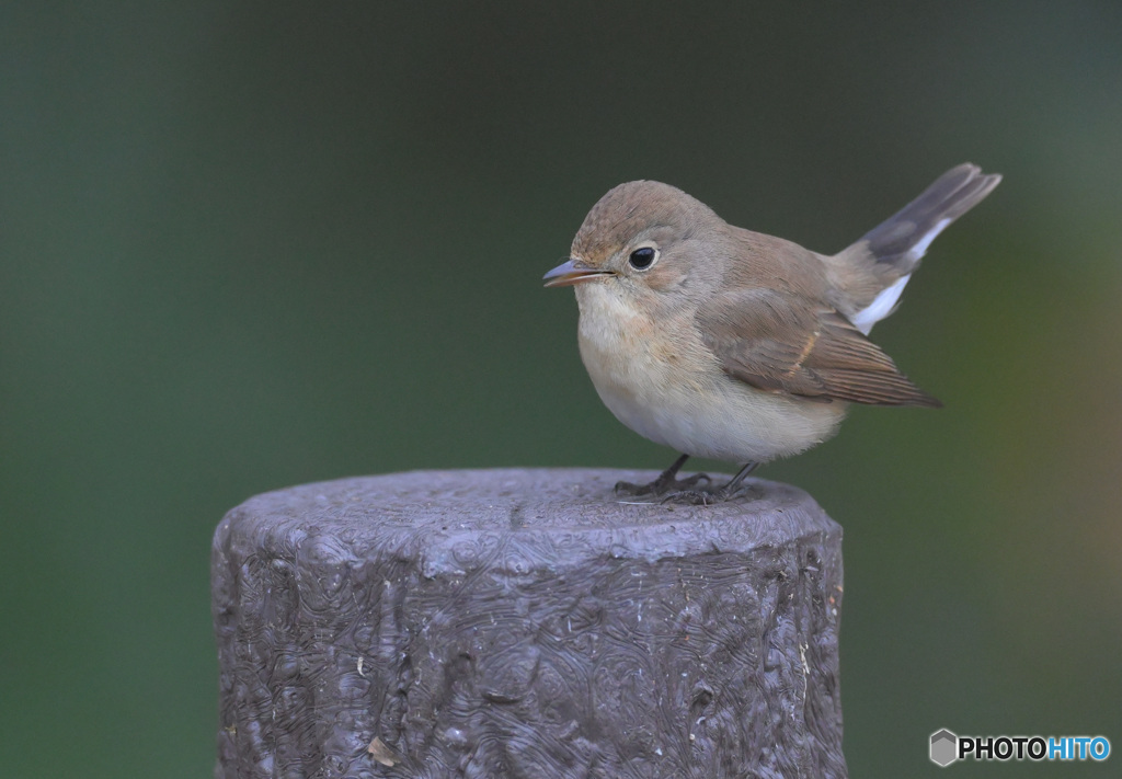 ニシオジロビタキ2022⑥