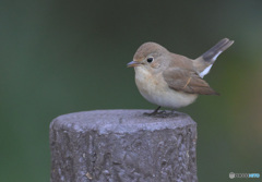 ニシオジロビタキ2022⑥