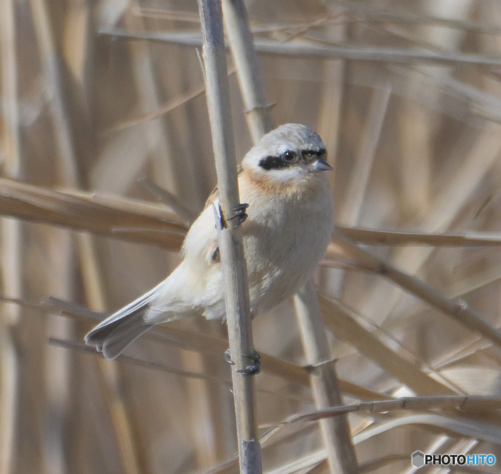 初めてのツリスガラ