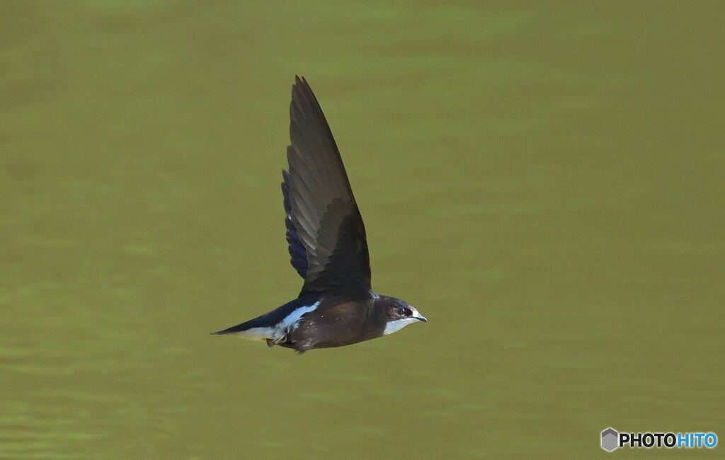 ハリオアマツバメ⑨