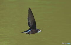 ハリオアマツバメ⑨ ハリオアマツバメ⑨