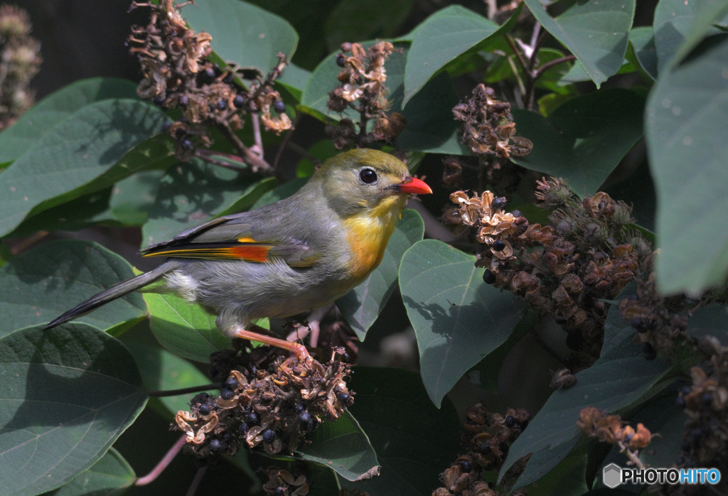 在庫のソウシチョウ②