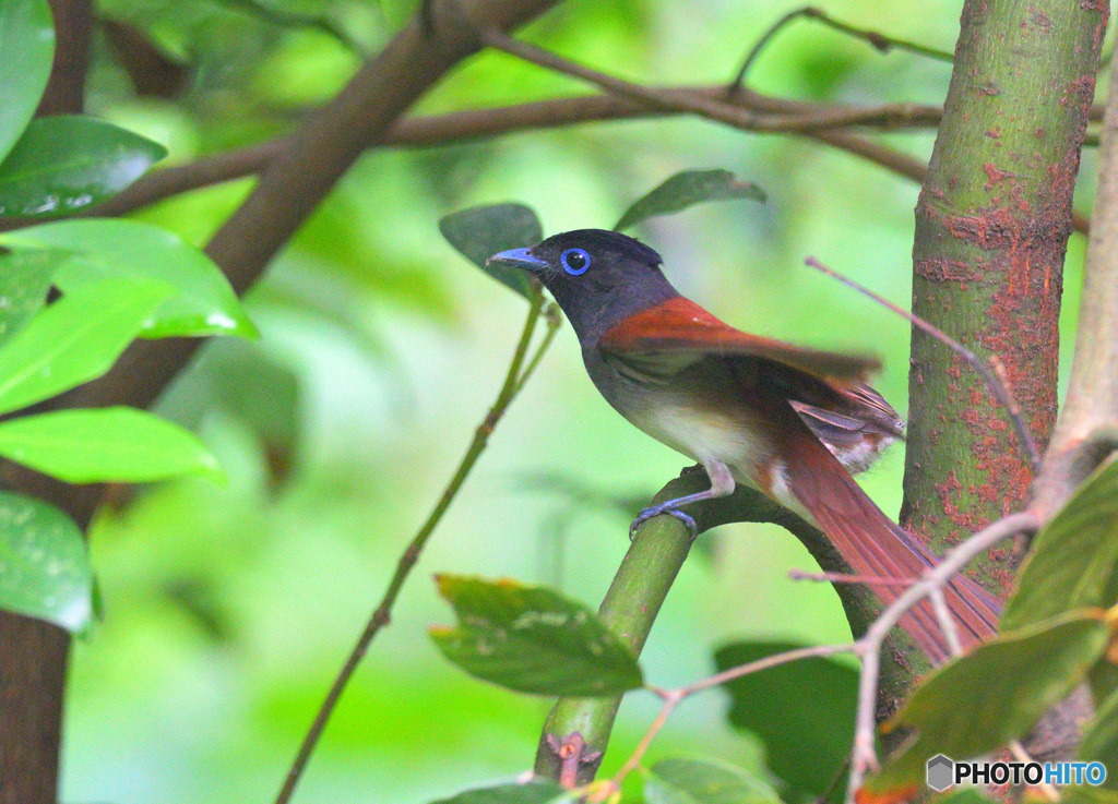 サンコウチョウの母