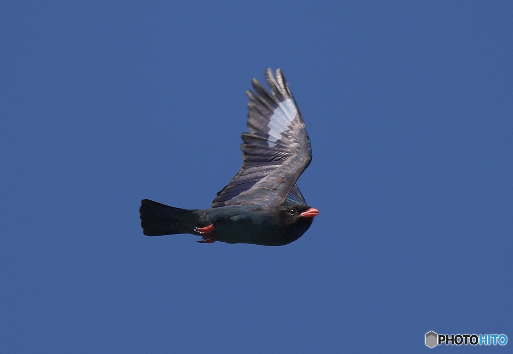 7月のブッポウソウ②