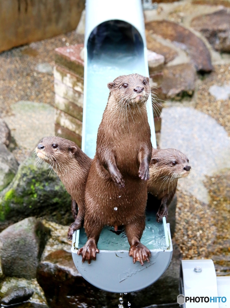 カワウソ戦隊「コツメレンジャー」