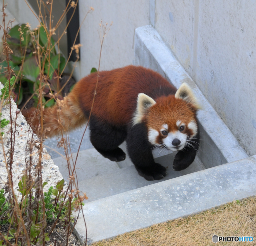 階段からヒョッコリ