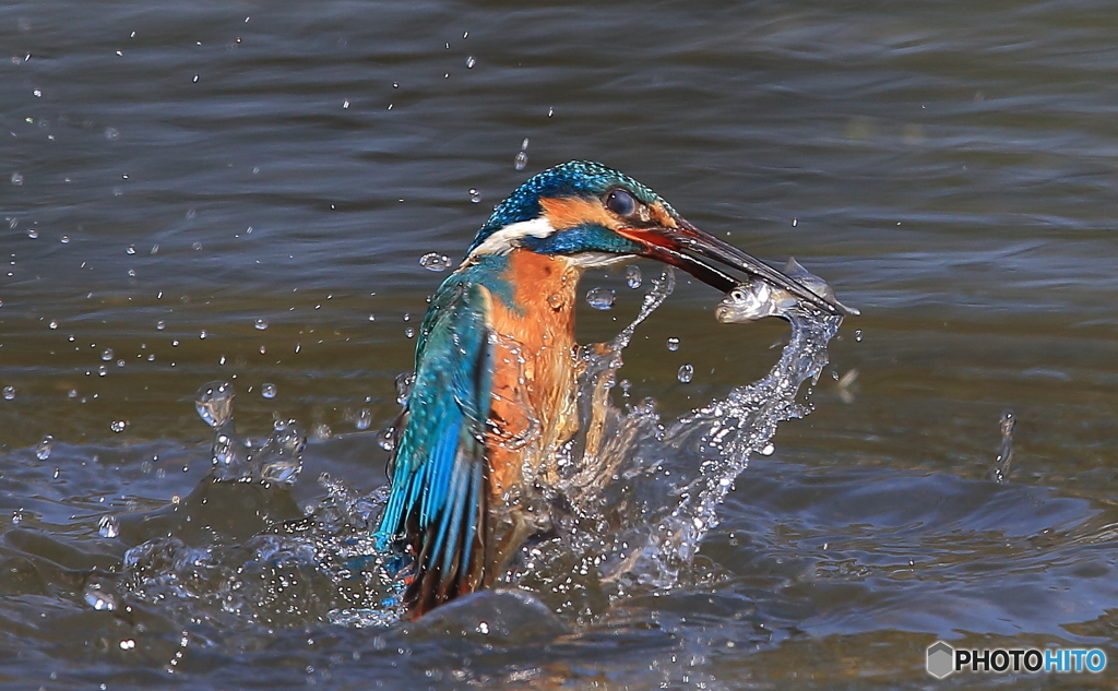 獲ったどぉ～！(20170312）