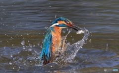 獲ったどぉ～！(20170312）