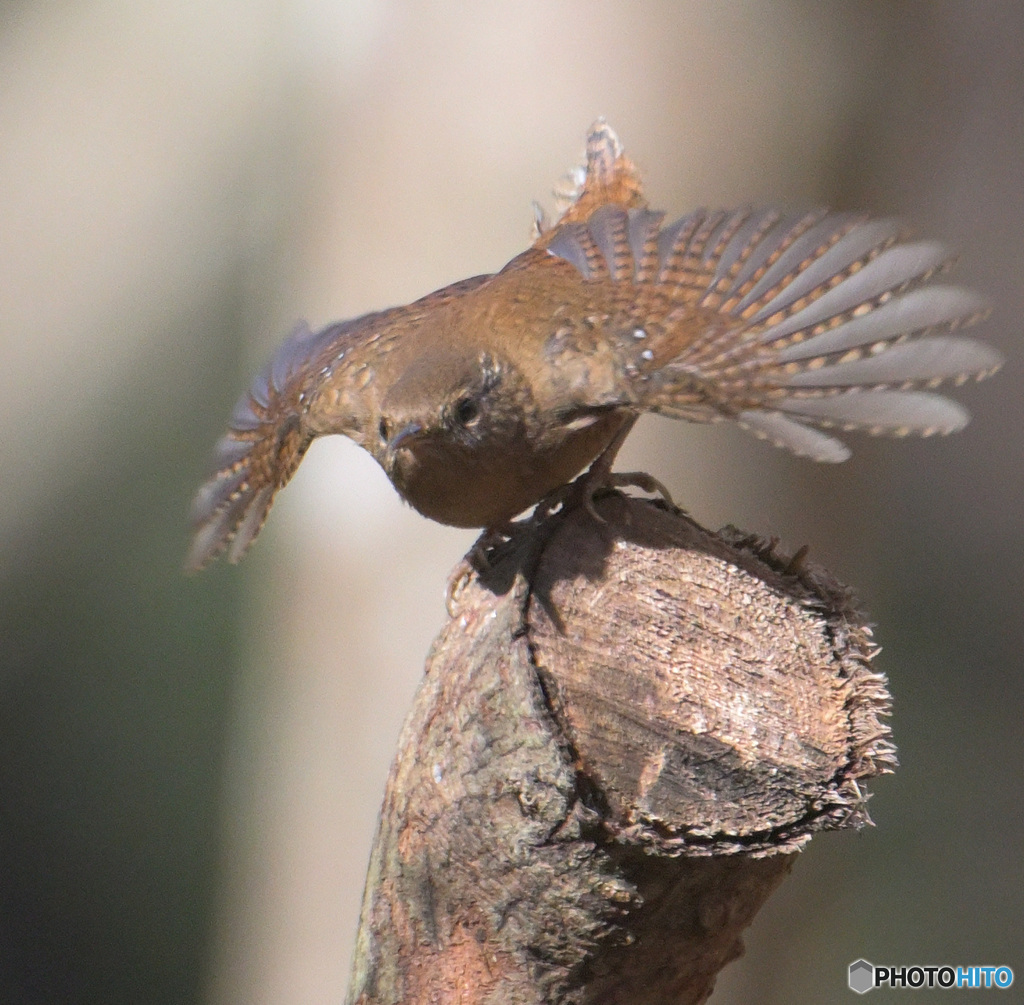 元気なミソサザイ