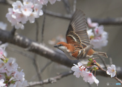 桜にニュウナイスズメ