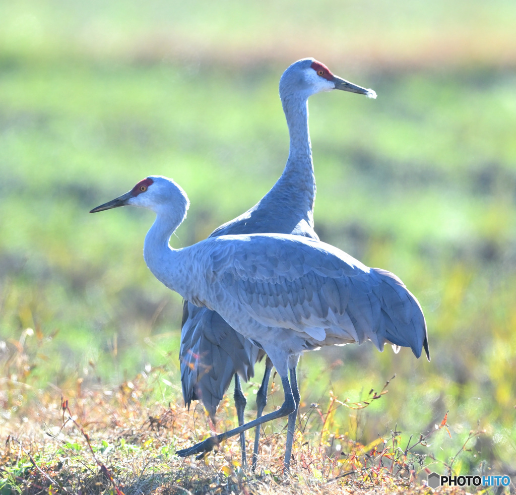 初めましてカナダヅルさん