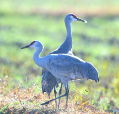 初めましてカナダヅルさん