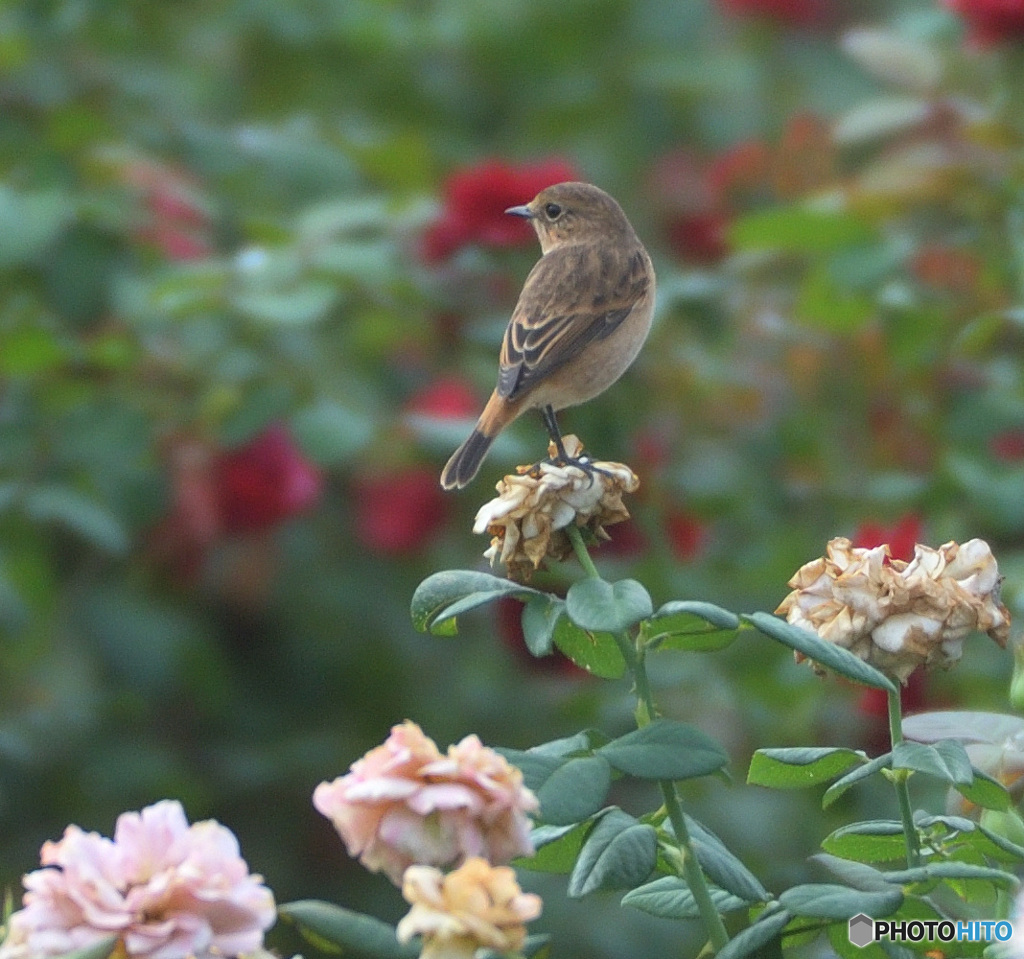 バラにノビタキ⑦