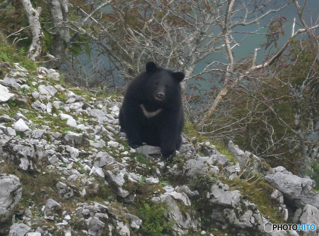 伊吹山のツキノワグマ