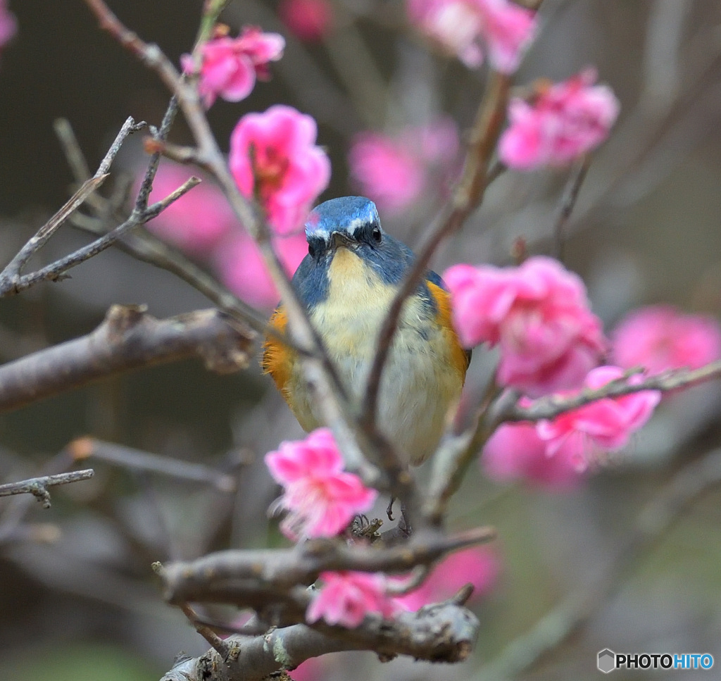 梅にルリビタキ
