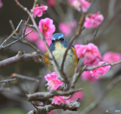 梅にルリビタキ