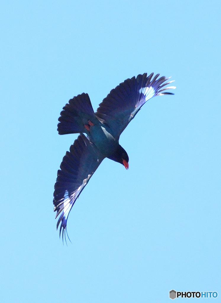 ７月のブッポウソウ⑥