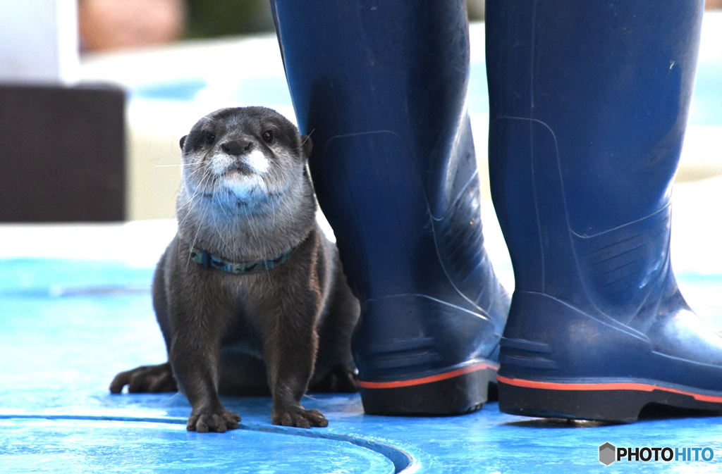 サンシャイン水族館の「やまと」君