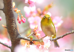 カメラ目線のメジロさん