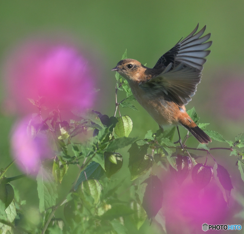 秋桜にノビタキ⑤