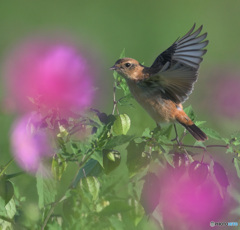 秋桜にノビタキ⑤