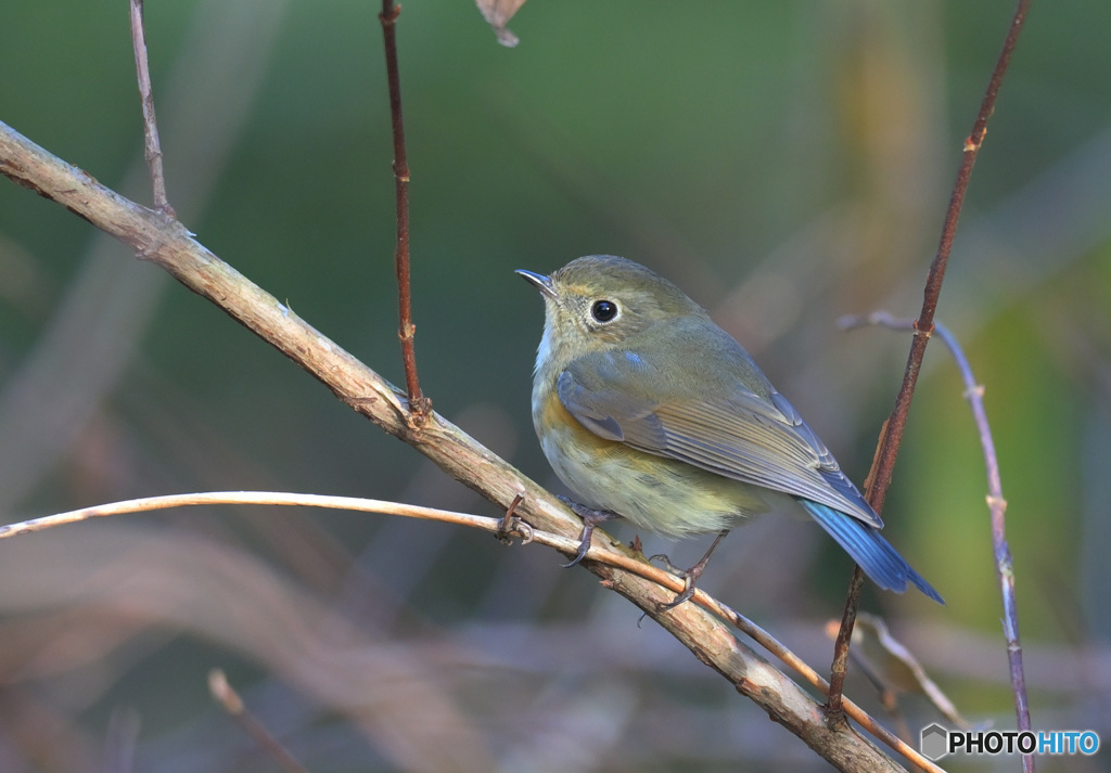 １月３日のルリビタキ