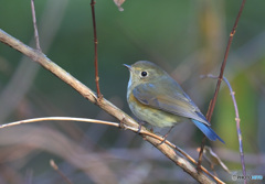 １月３日のルリビタキ