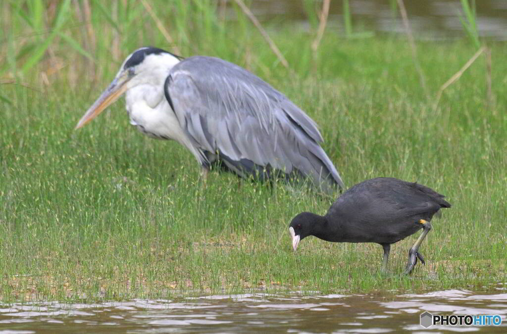 バンとアオサギ