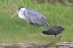 バンとアオサギ