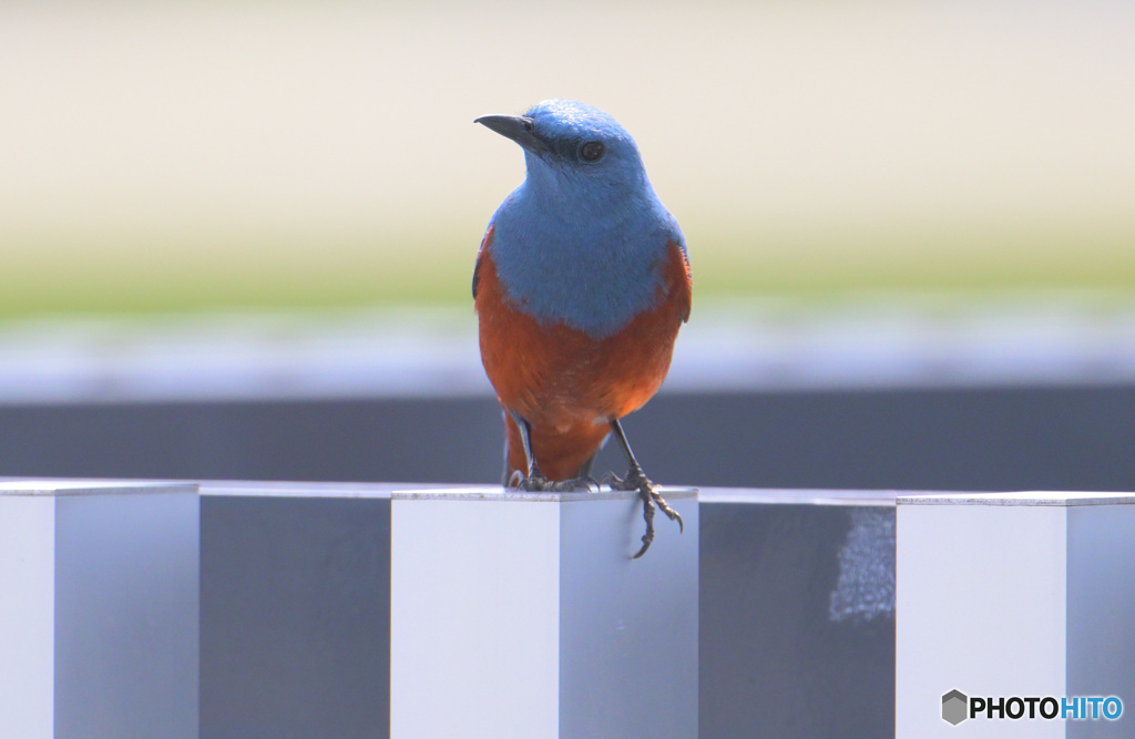 在庫のイソヒヨドリ君
