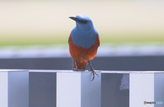 在庫のイソヒヨドリ君