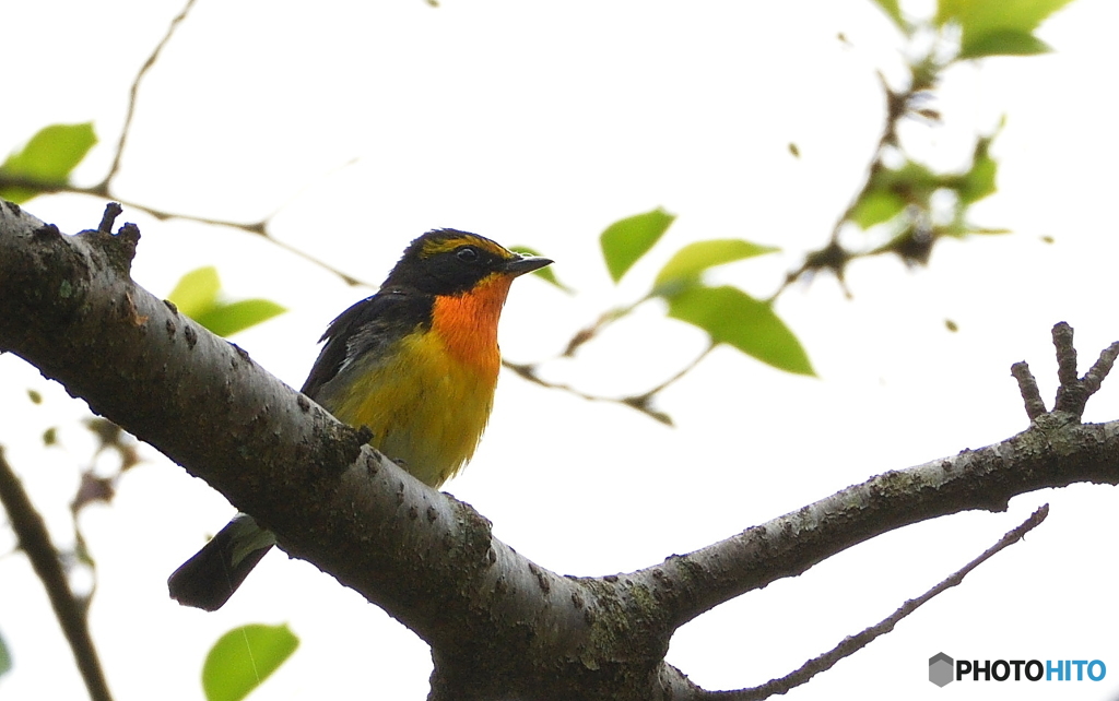 本日のキビタキさん