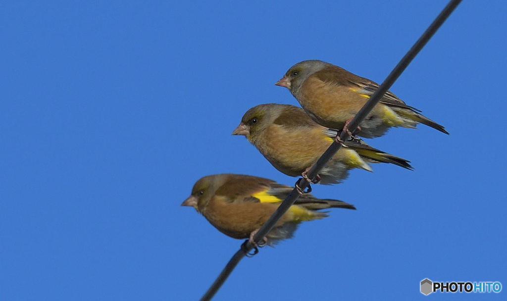 カワラヒワ3兄弟
