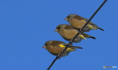 カワラヒワ3兄弟